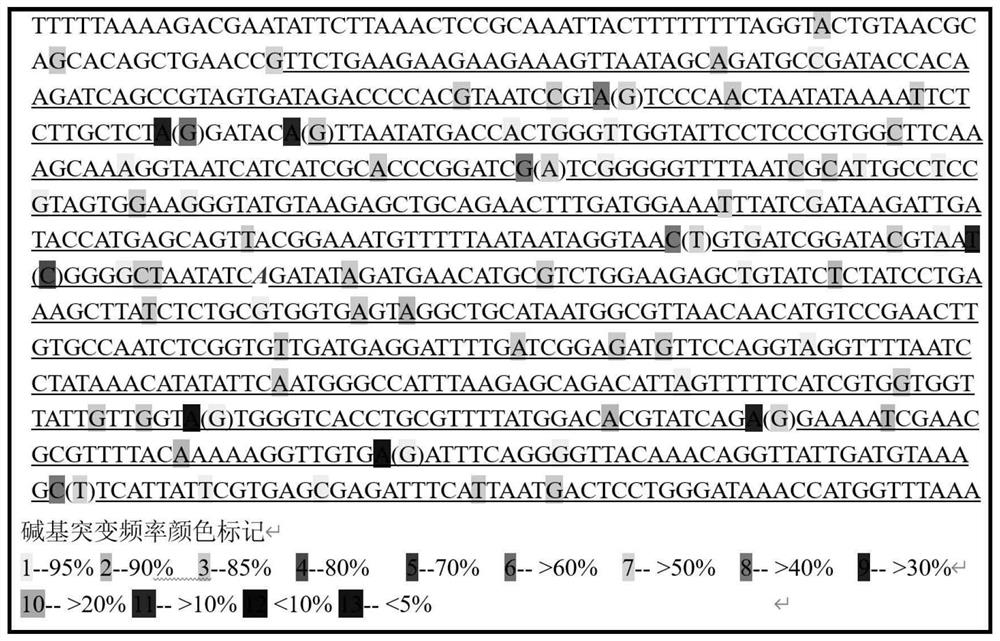 Primer pair, probe and kit for detecting African swine fever virus and application of primer pair, probe and kit