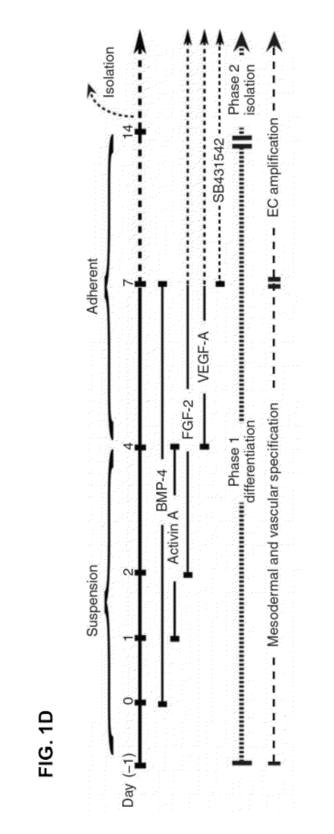 Methods for developing endothelial cells from pluripotent cells and endothelial cells derived