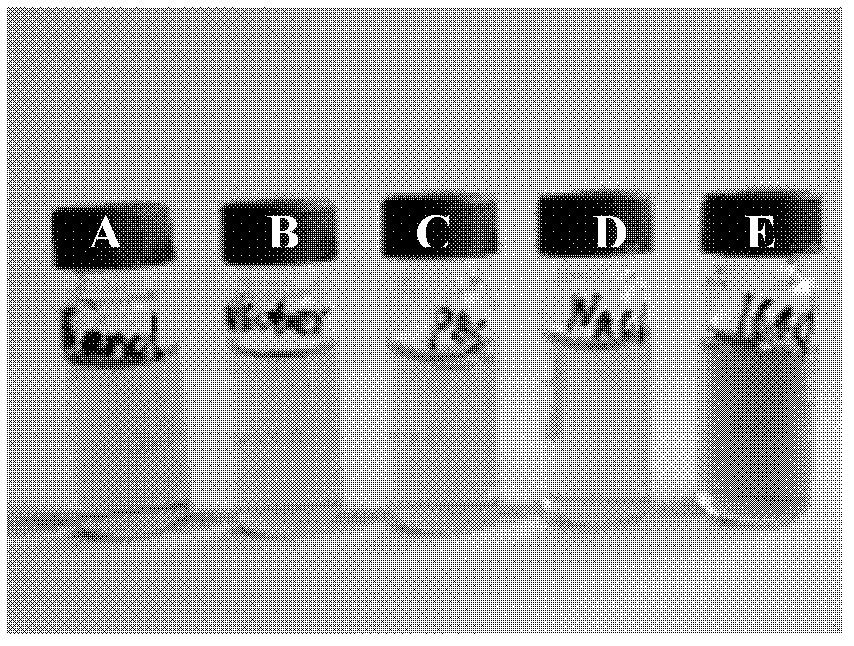 Method for preparing water-soluble manganese oxide magnetic resonance contrast agent and application thereof