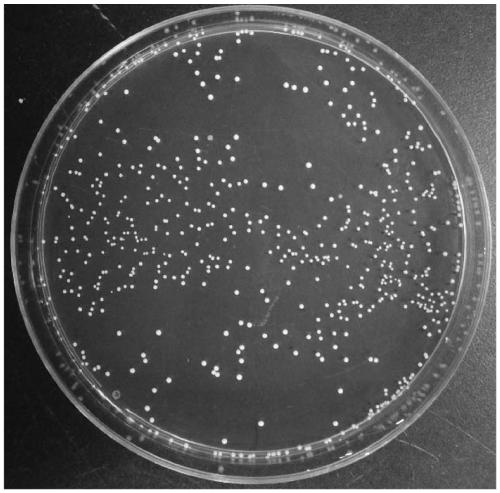 Lactobacillus plantarum HJ-S2 with functions of reducing cholesterol and enriching selenium and application thereof