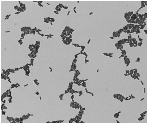 Lactobacillus plantarum HJ-S2 with functions of reducing cholesterol and enriching selenium and application thereof