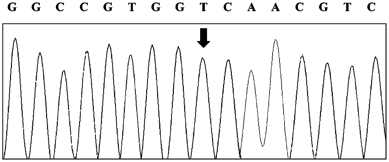 Nucleic acid encoding CYP1B1 gene mutant and applications thereof