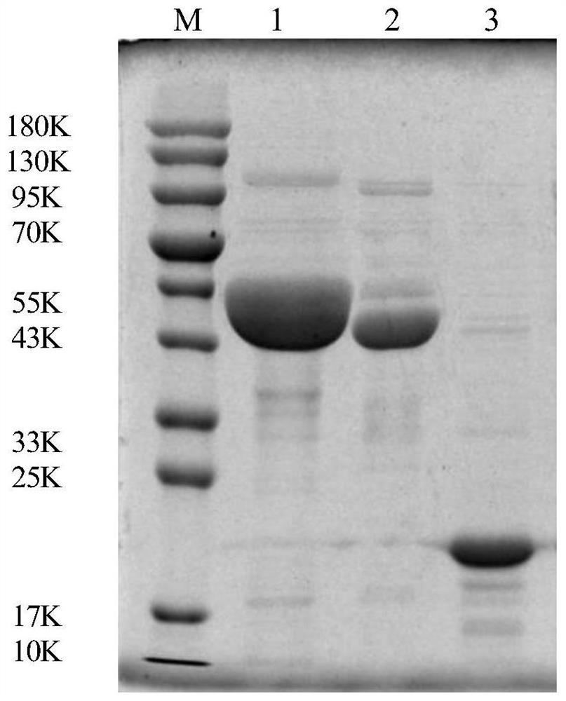 A kind of combination protein and its application