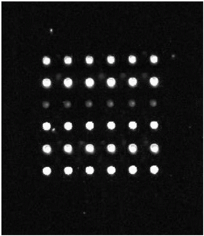 Gene chip for detecting environmental pollutant DEHP (di-2-ethylhexyl phthalate), and preparation method and application thereof