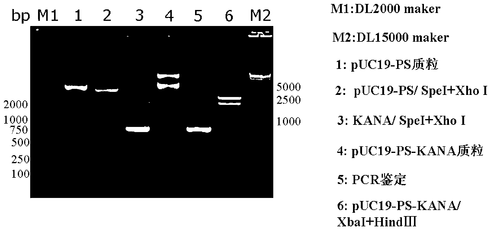 Replicon DNA (deoxyribonucleic acid) vaccine vector, and construction method and application thereof