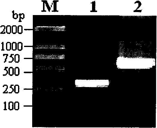 Mycobacterium tuberculosis ESAT-6 recombinant dipolymer, preparation method and application thereof
