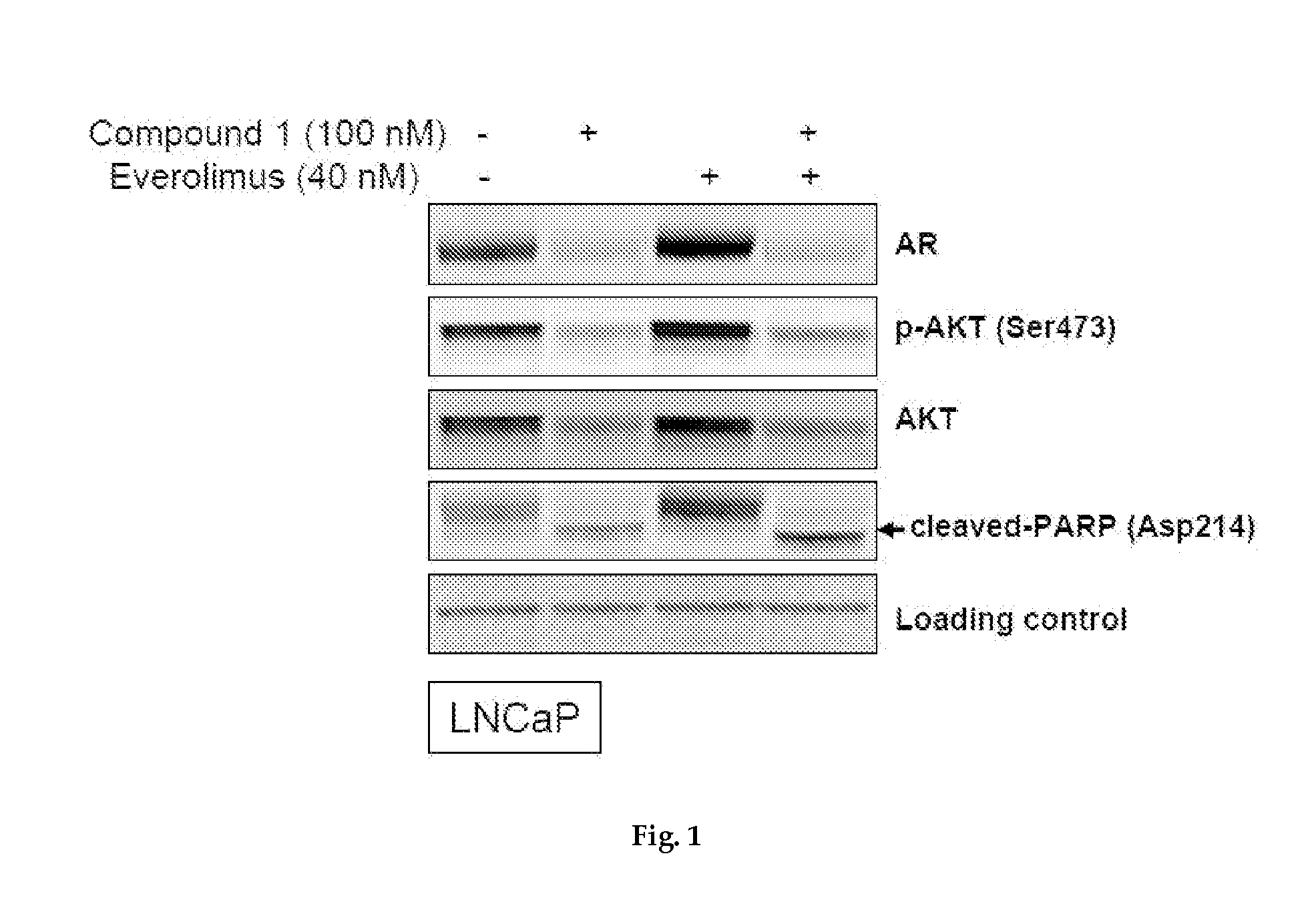 Combination therapy of hsp90 inhibitory compounds with mtor/p13k inhibitors