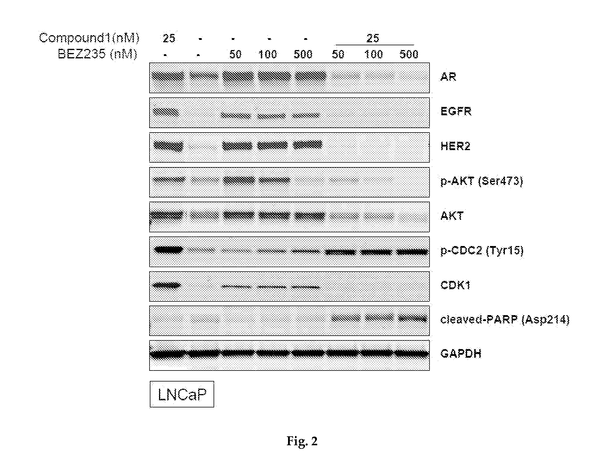 Combination therapy of hsp90 inhibitory compounds with mtor/p13k inhibitors