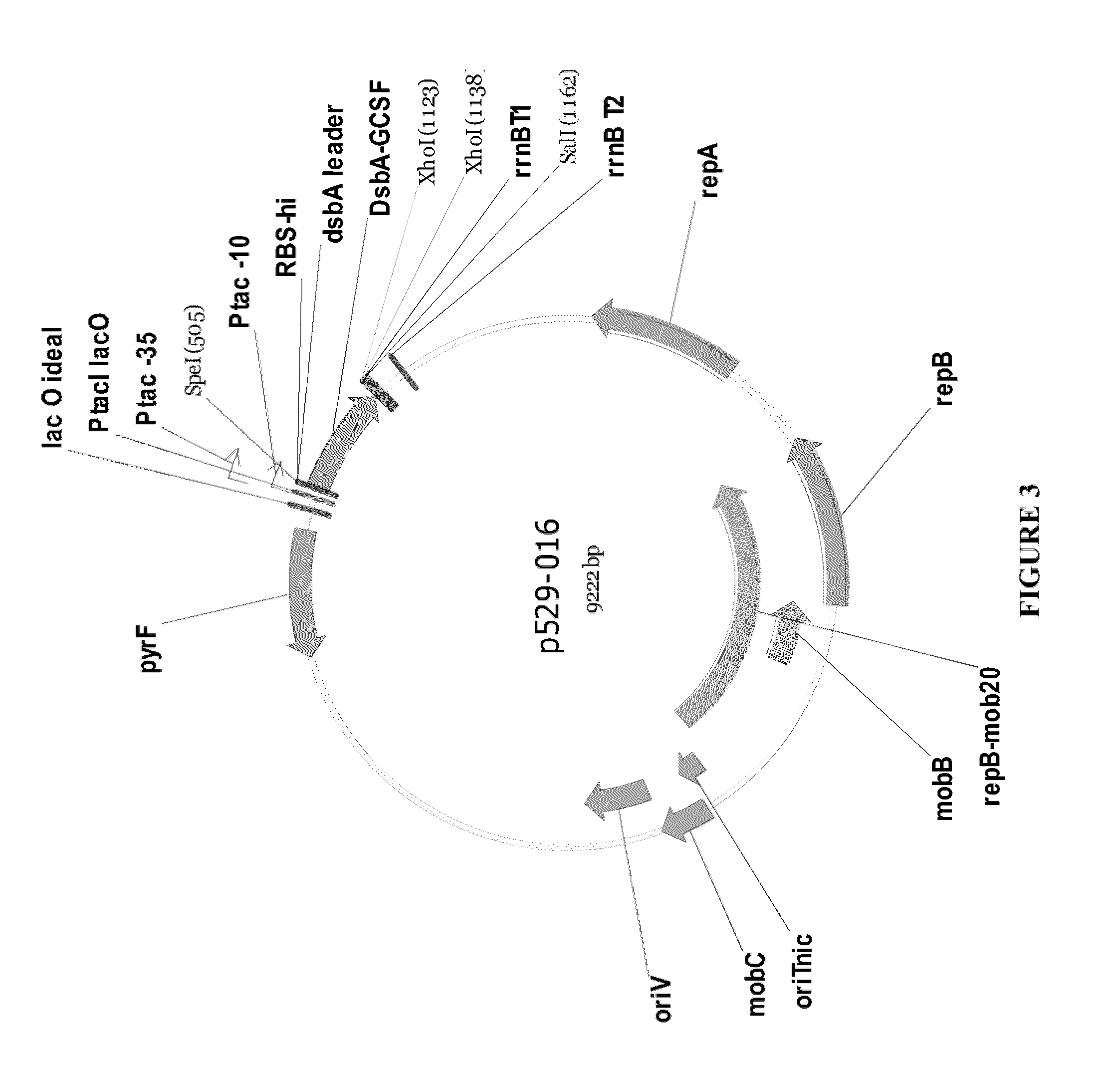 Methods for G-CSF production in a Pseudomonas host cell