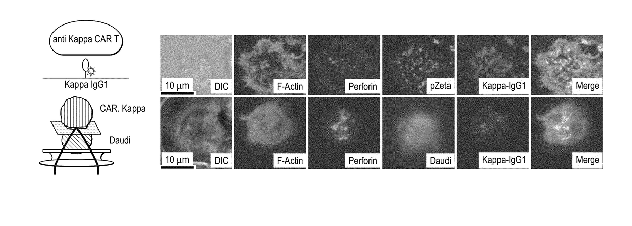 Quality of immunological synapse predicts effectiveness of chimeric antigen receptor (CAR) t cells