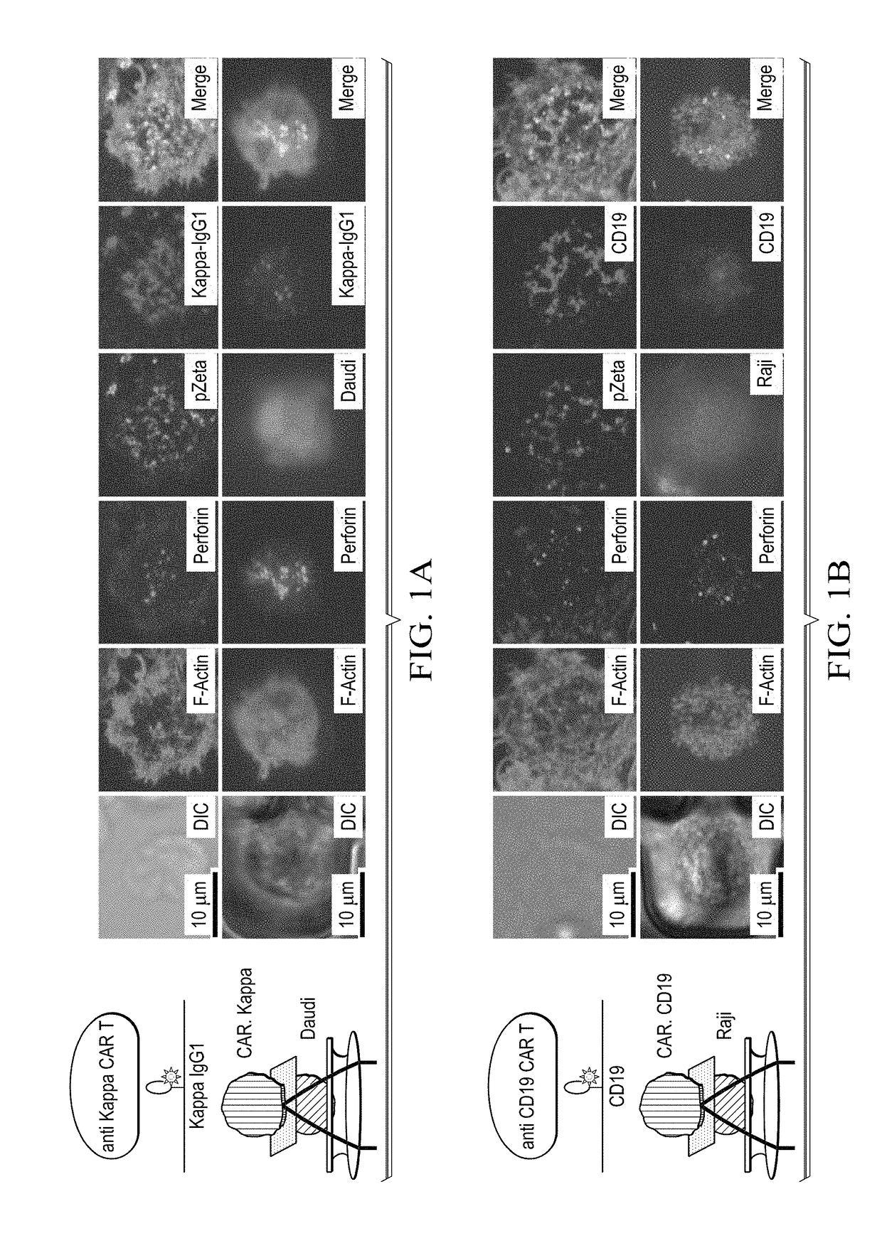 Quality of immunological synapse predicts effectiveness of chimeric antigen receptor (CAR) t cells