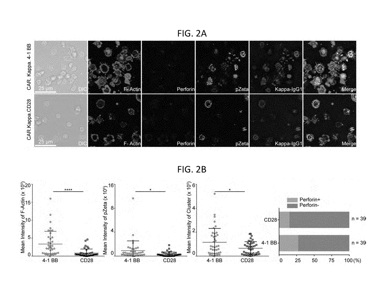 Quality of immunological synapse predicts effectiveness of chimeric antigen receptor (CAR) t cells