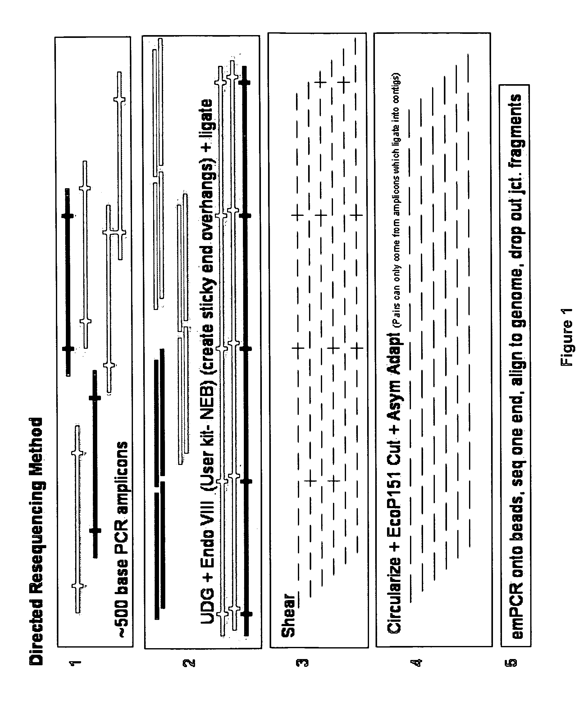 Directed assembly of amplicons to enhance read pairing signature with massively parallel short read sequencers