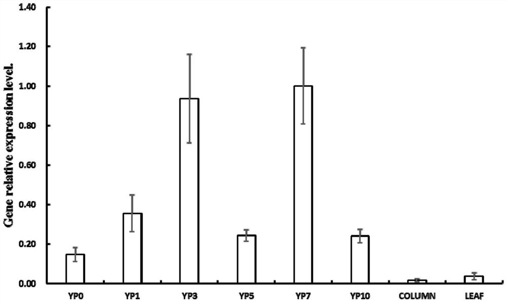 OsPEAMT2 gene for increasing heading stage maturing rate of rice under high-temperature stress as well as protein and application of OsPEAMT2 gene
