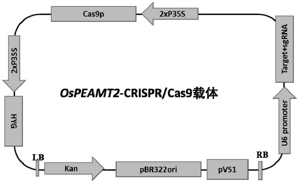 OsPEAMT2 gene for increasing heading stage maturing rate of rice under high-temperature stress as well as protein and application of OsPEAMT2 gene