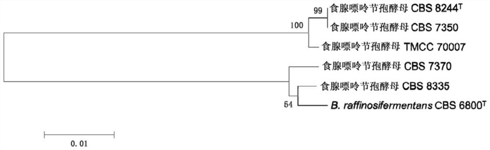 DNA barcode primers, DNA barcodes, kits, methods and applications for rapid identification of Arthrospora adenophagous strains