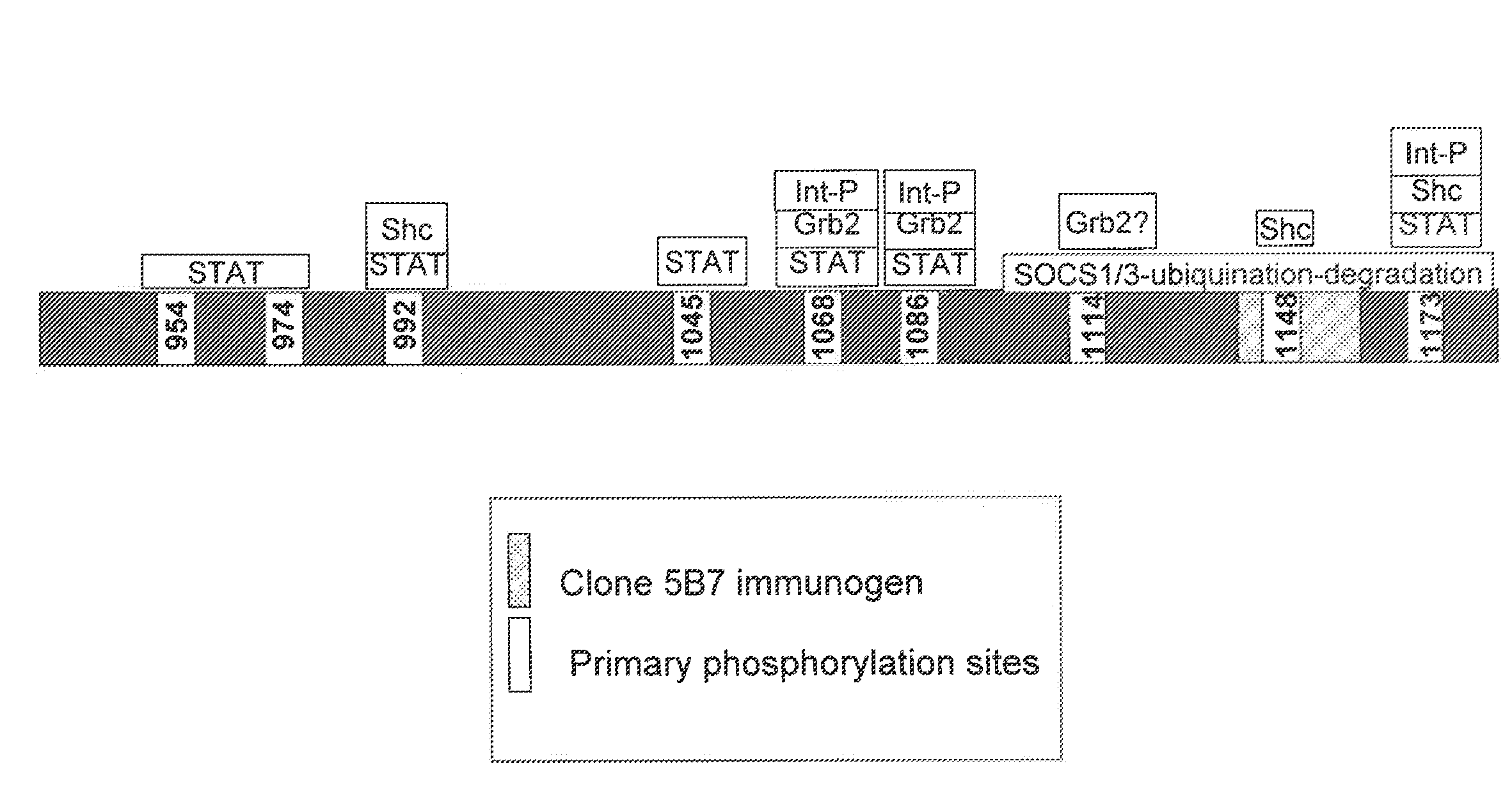 EGFR antigen-binding molecules and uses thereof