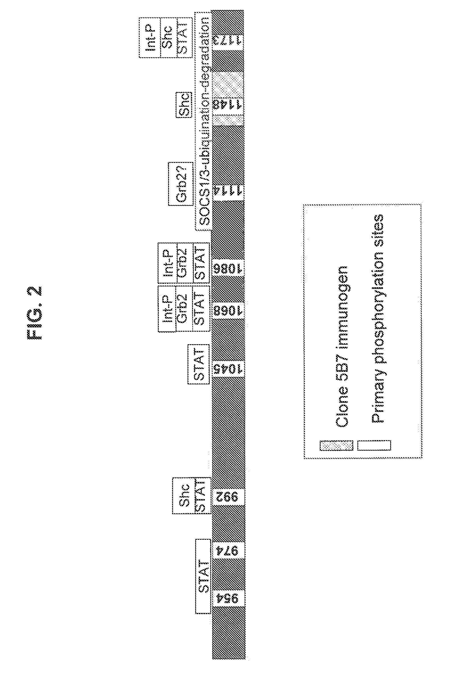 EGFR antigen-binding molecules and uses thereof