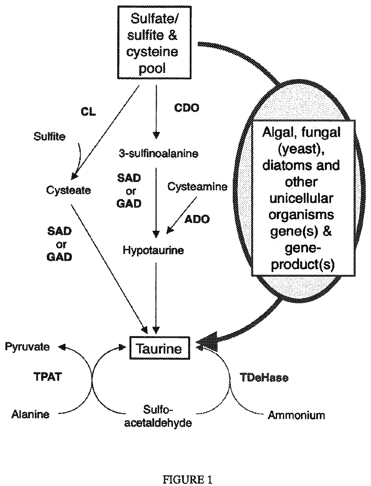 Algal and fungal genes and their uses for taurine biosynthesis in cells