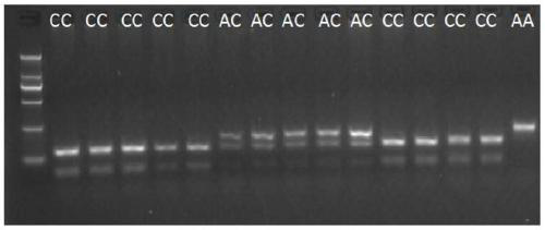 A molecular marker related to milk production traits of dairy goats and its application