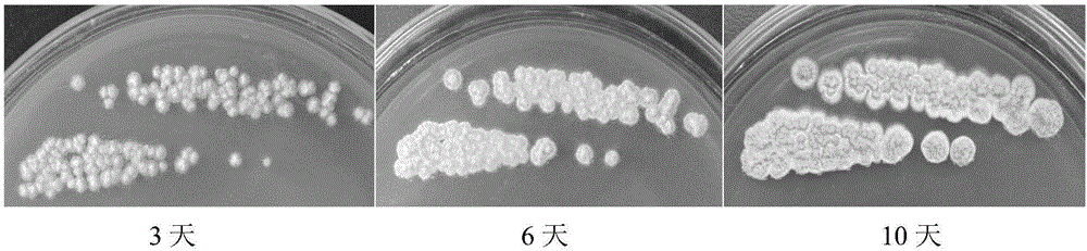 Streptomyces polysaccharide degradation bacterium as well as culture method and application thereof