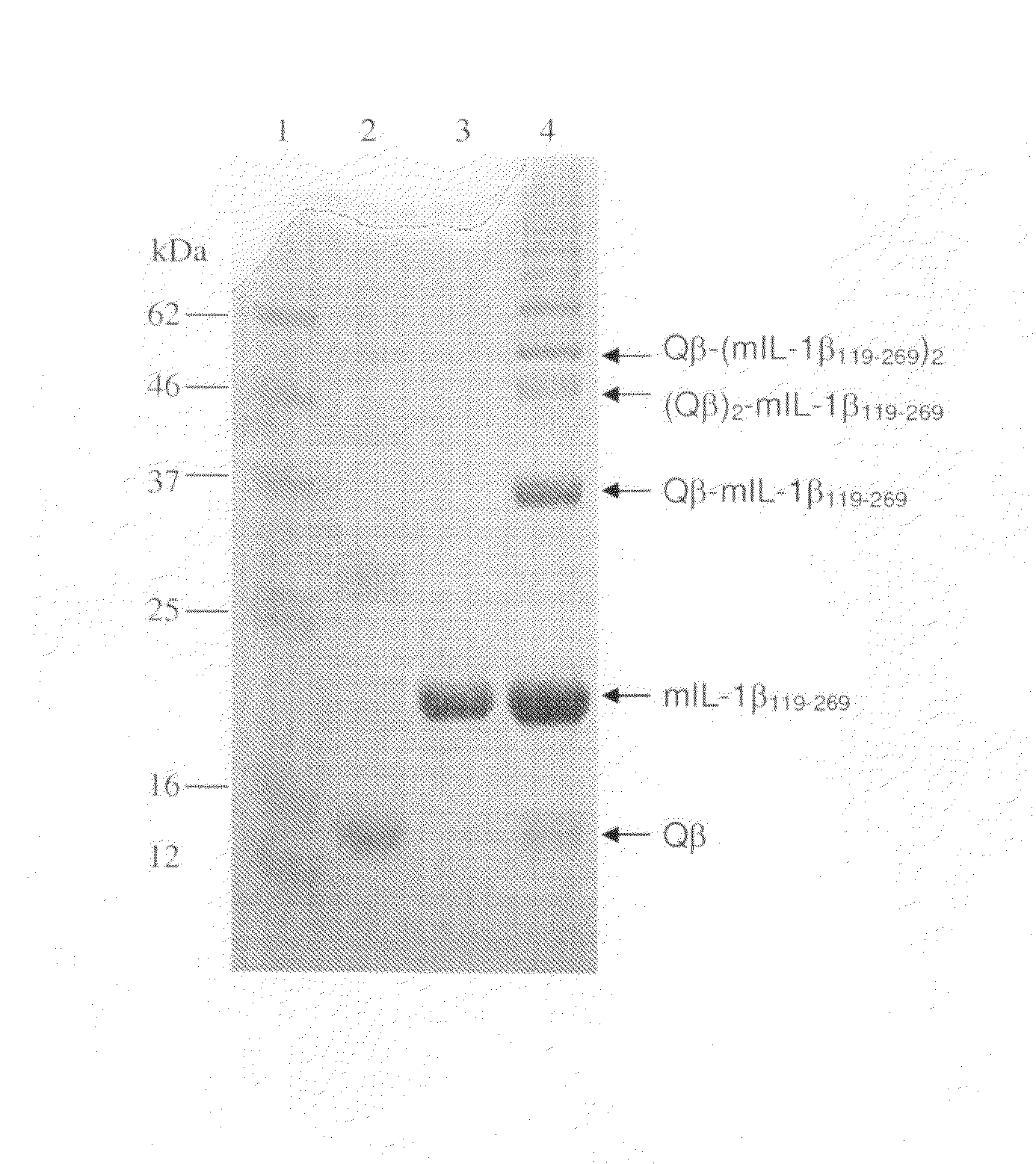 Interleukin-1 Conjugates and Uses Thereof