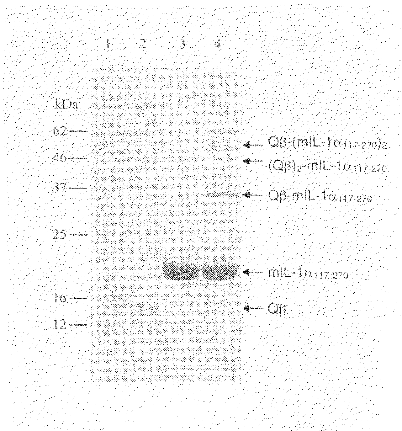 Interleukin-1 Conjugates and Uses Thereof