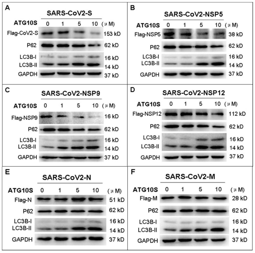 Application of exogenous ATG10S protein in preparation of antiviral drugs