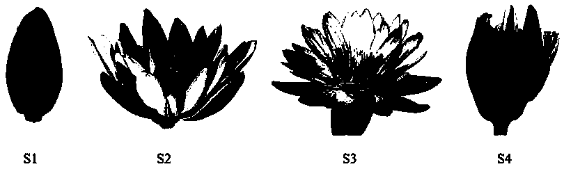 Method for determining optimum picking time of strong-fragrance type nymphaea hybrid