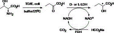 Novel biological preparation method of optically pure 2-hydroxy butyric acid