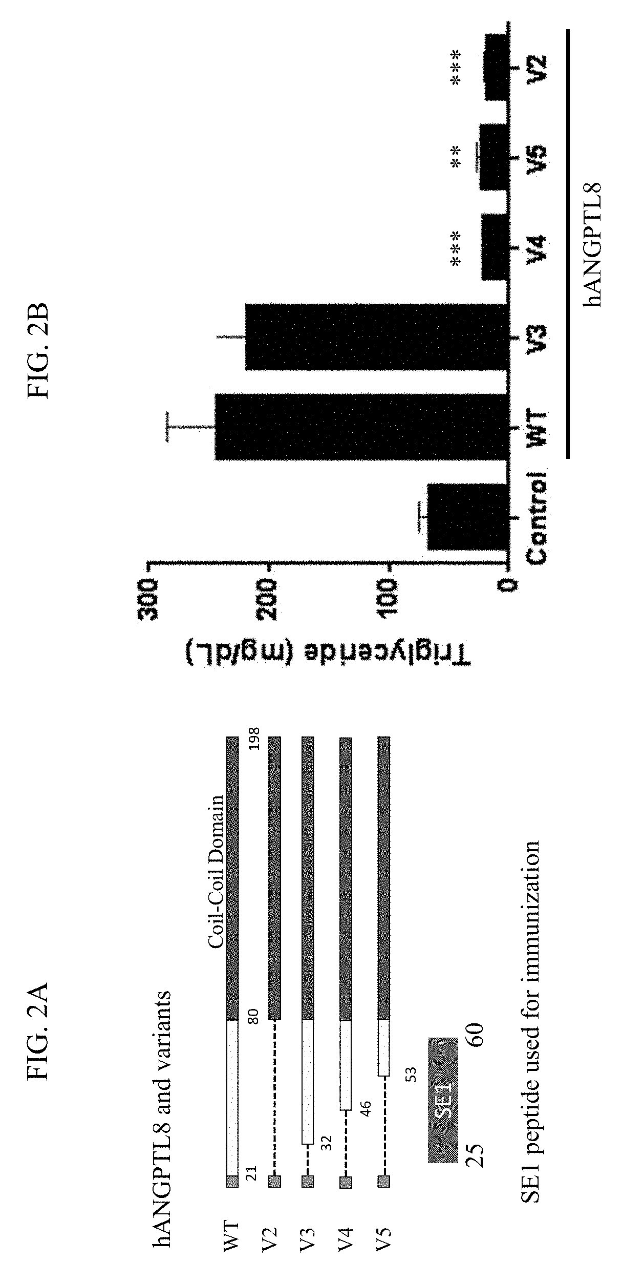 ANGPTL8-binding agents and methods of use thereof
