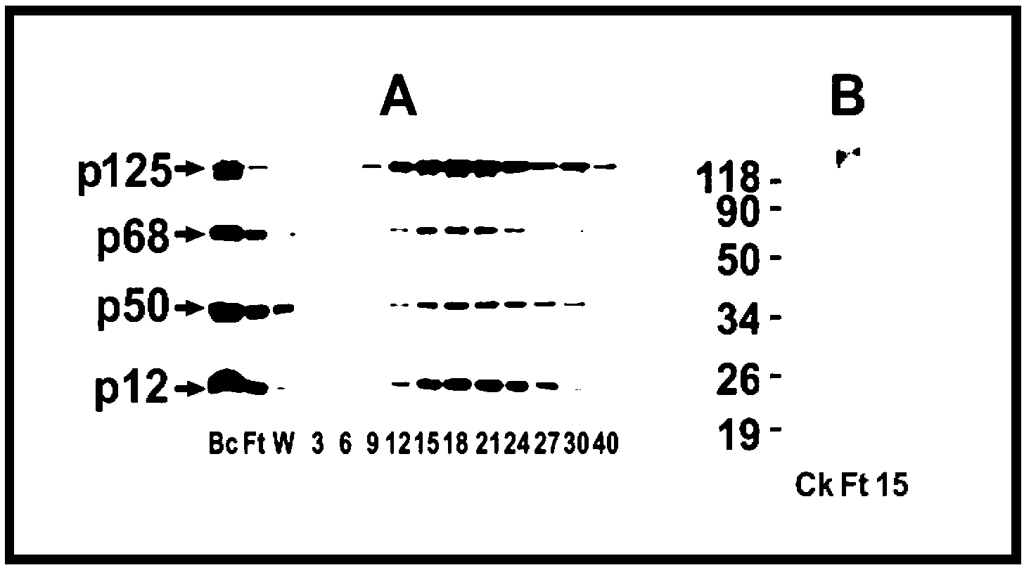 Method for finding E2-E3 specifically mediating target protein ubiquitination reaction based on known E1