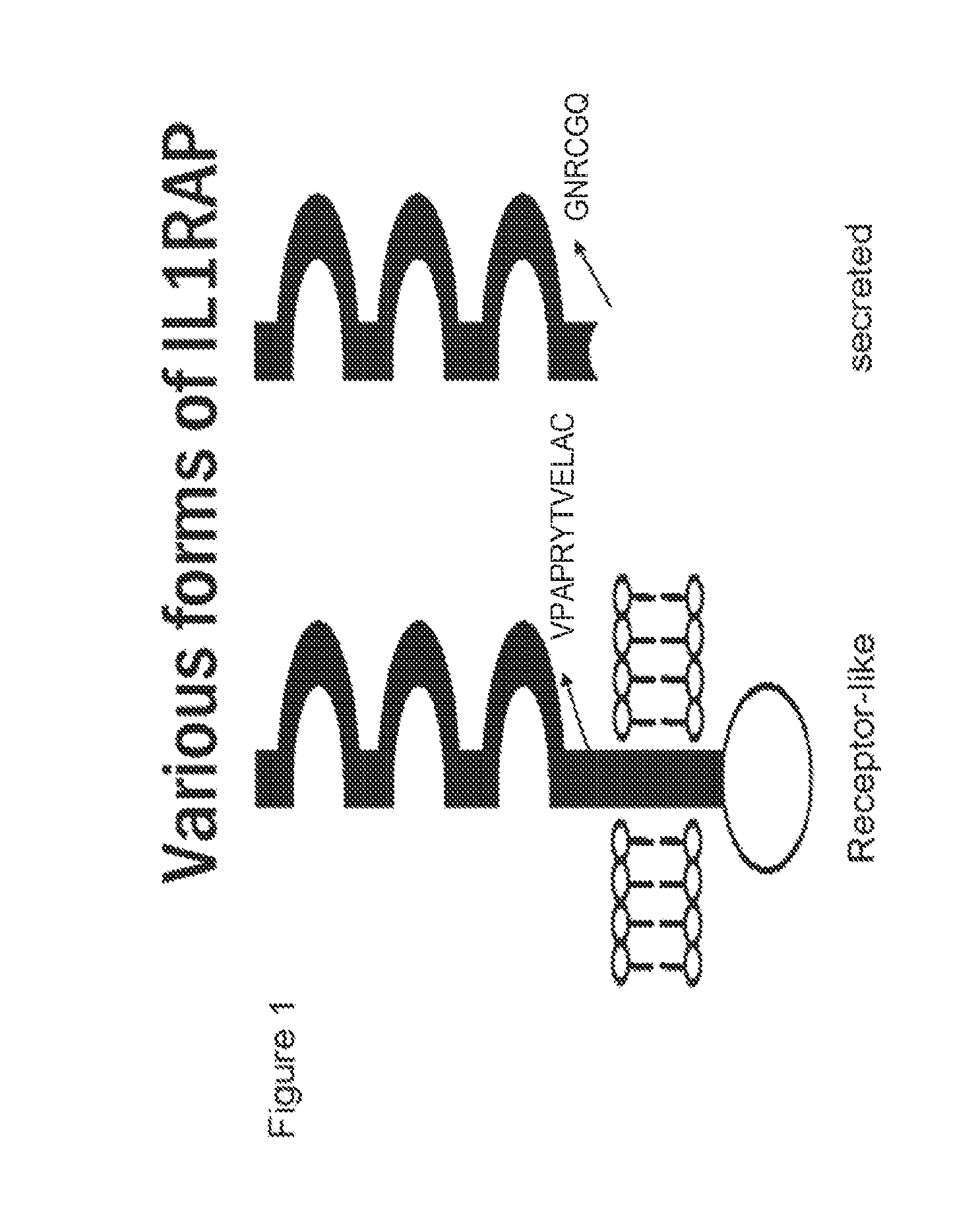 Antibodies that bind membrane-bound il1rap