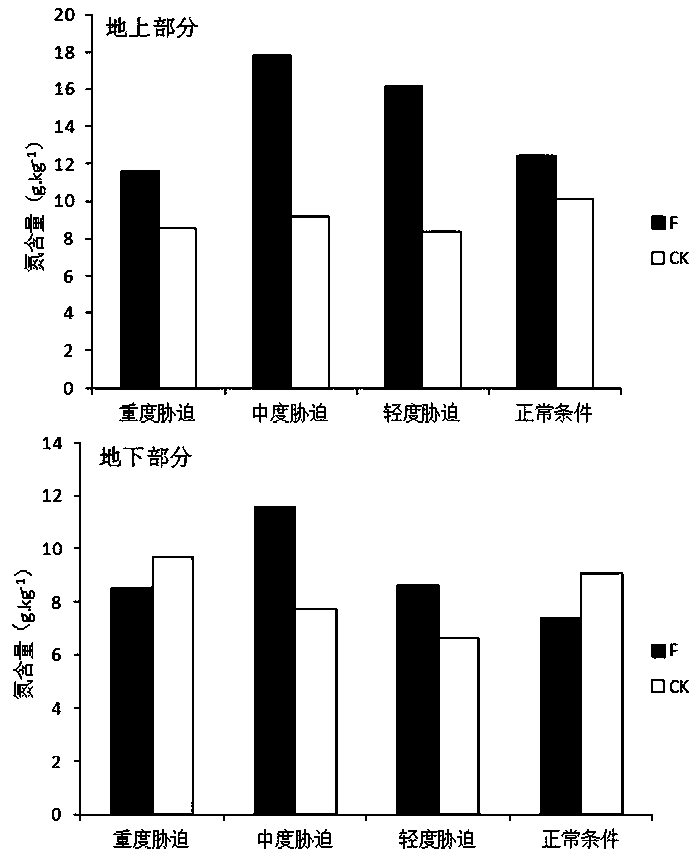 An endophytic fungus that promotes the uptake of nutrients in Acacia taiwanensis under low phosphorus environment