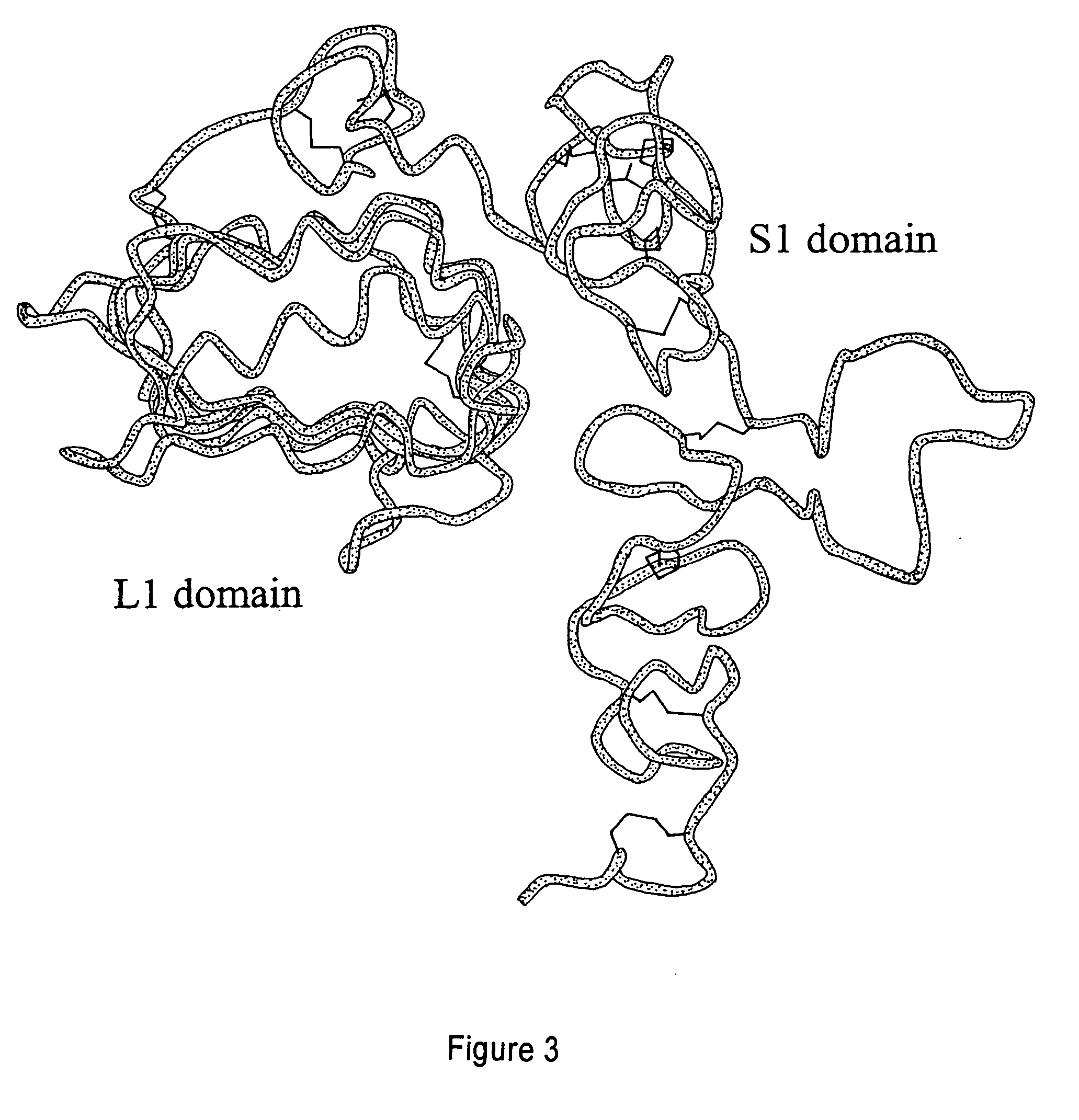 Method of designing agonists and antagonists to EGF receptor family