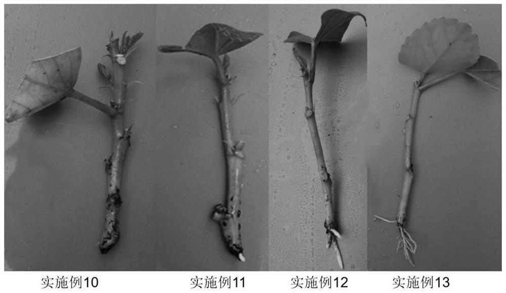 Hibiscus rosa-sinensis Linn cutting medium and Hibiscus rosa-sinensis Linn cutting method under high-temperature condition