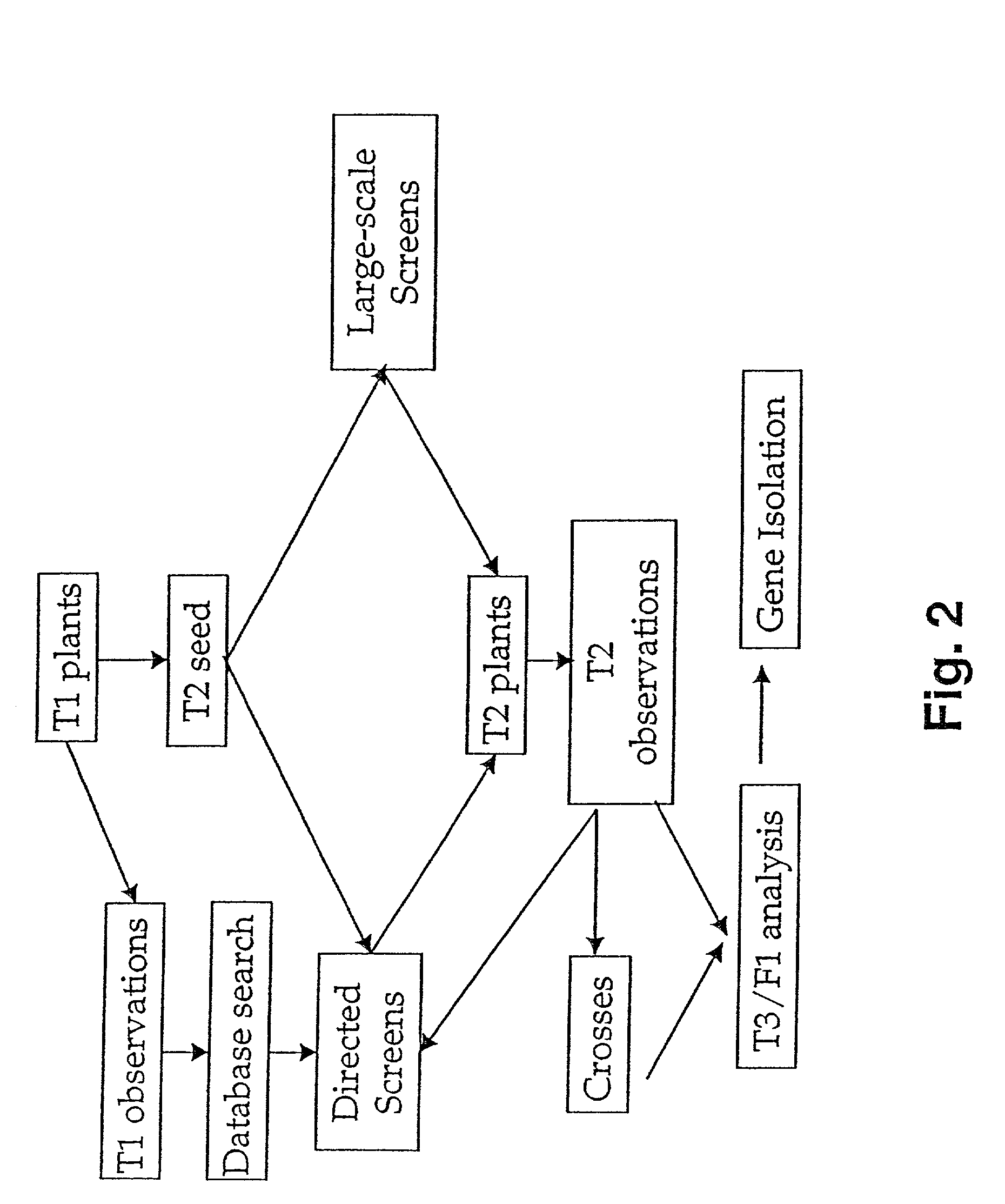 System for functional gene discovery in plants