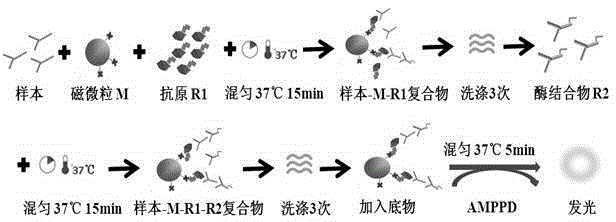 Anti-LKM (liver-kidney microsomal) 1 antibody detection kit and detection method