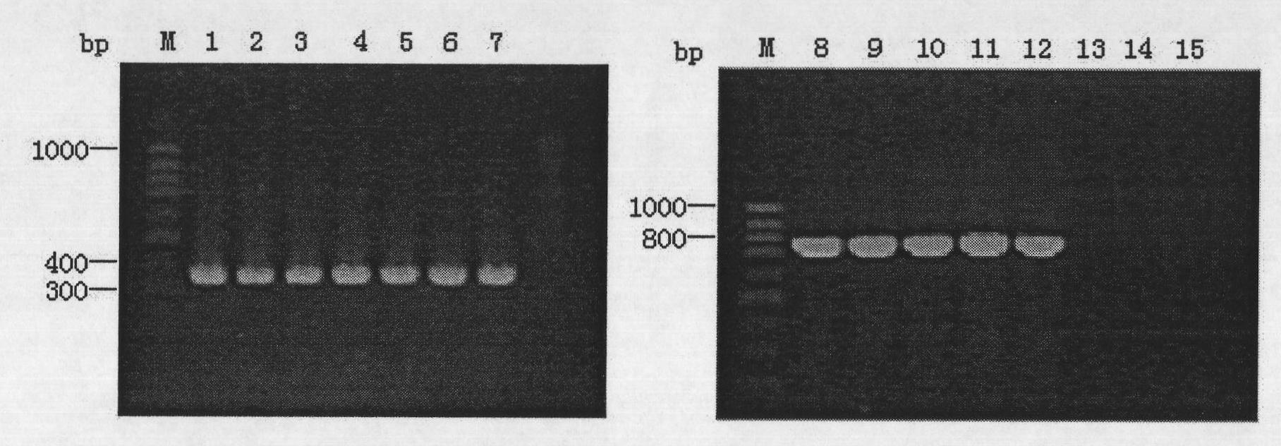 Method for detecting burkholderia cepacia flora on fruits or vegetables and identifying seeds