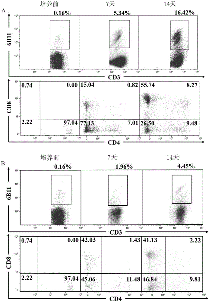 Concentration gradient rhIL-2 dependent iNKT cell amplification method and application thereof