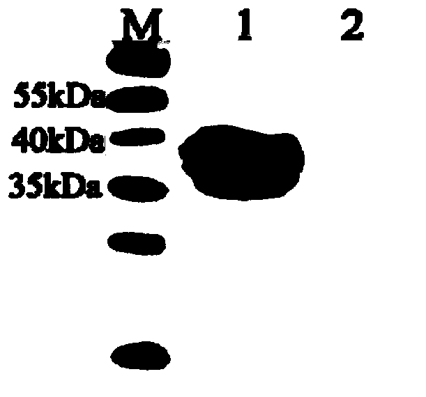 Double-antibody sandwich ELISA antigen detection kit for Porcine deltacoronavirus (PDCoV) N protein