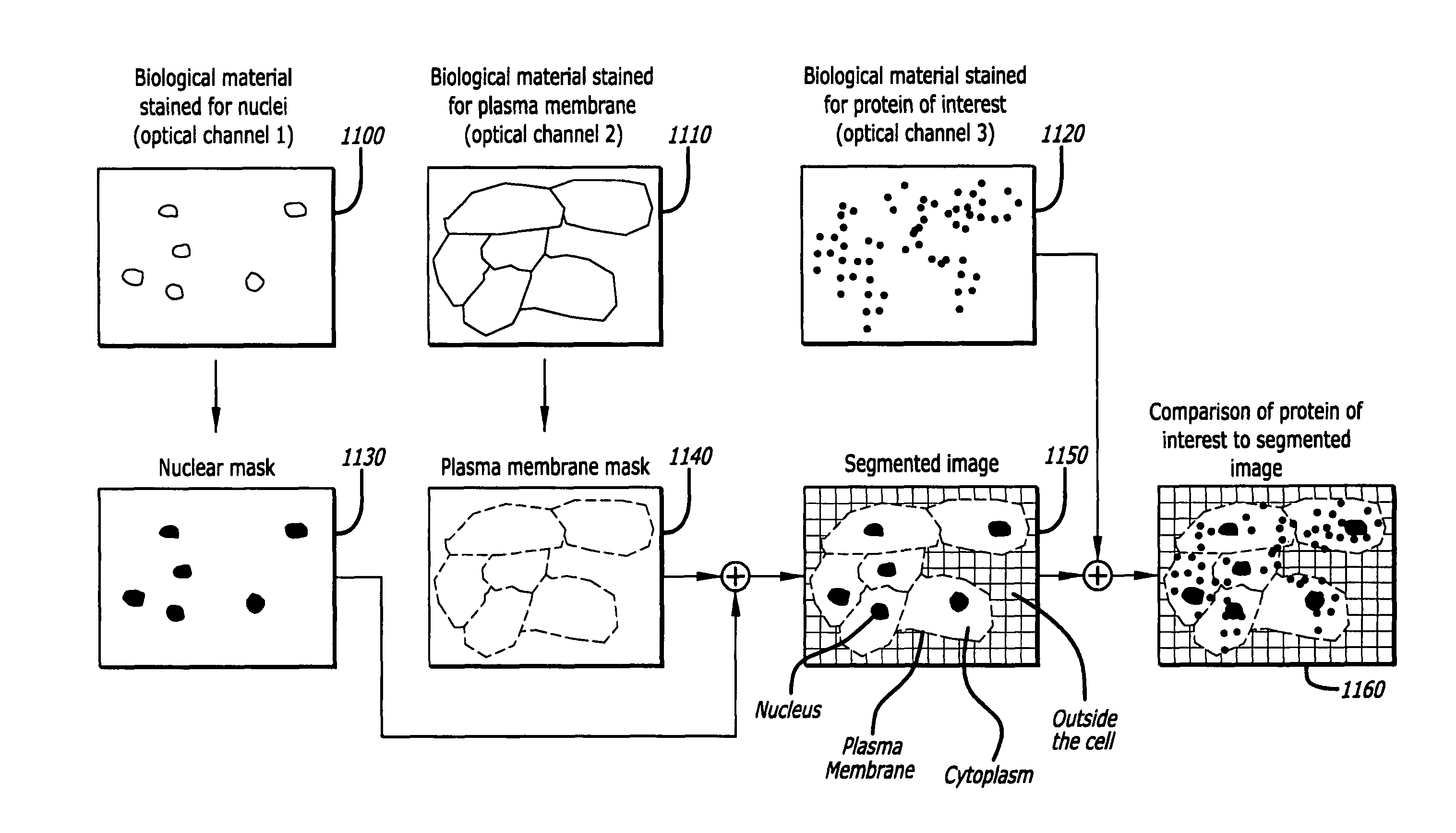 System, method, and kit for processing a magnified image of biological material to identify components of a biological object