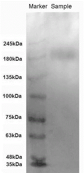 Brown planthopper VgR polypeptide and multi-resistant preparation method thereof