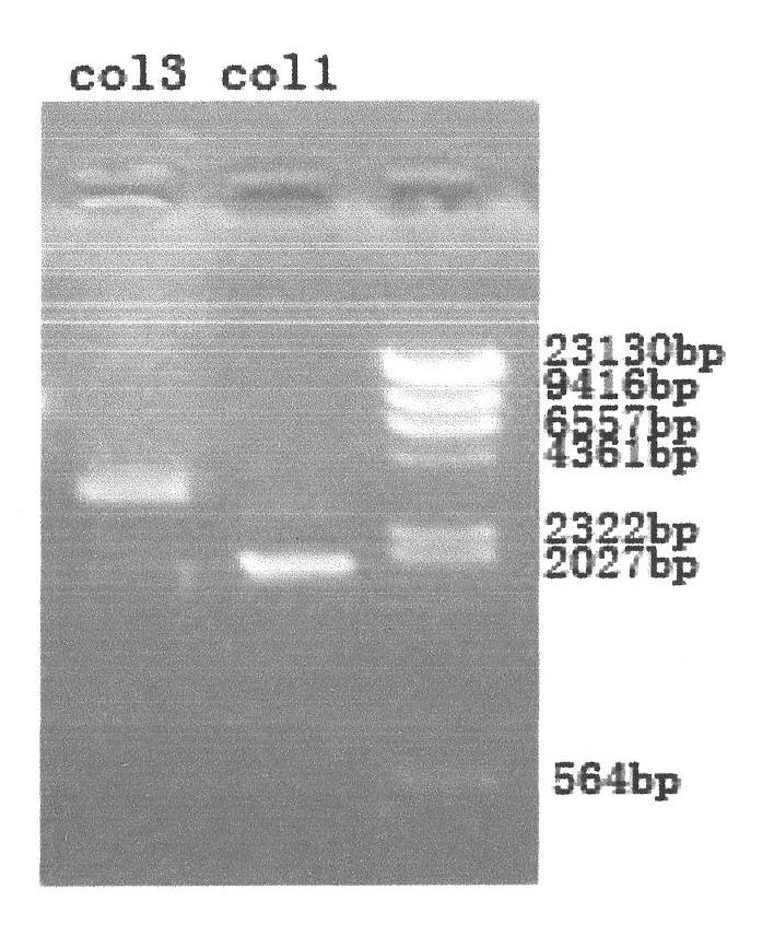 Gene recombination human collagen fusion peptide segment, preparation method and application thereof