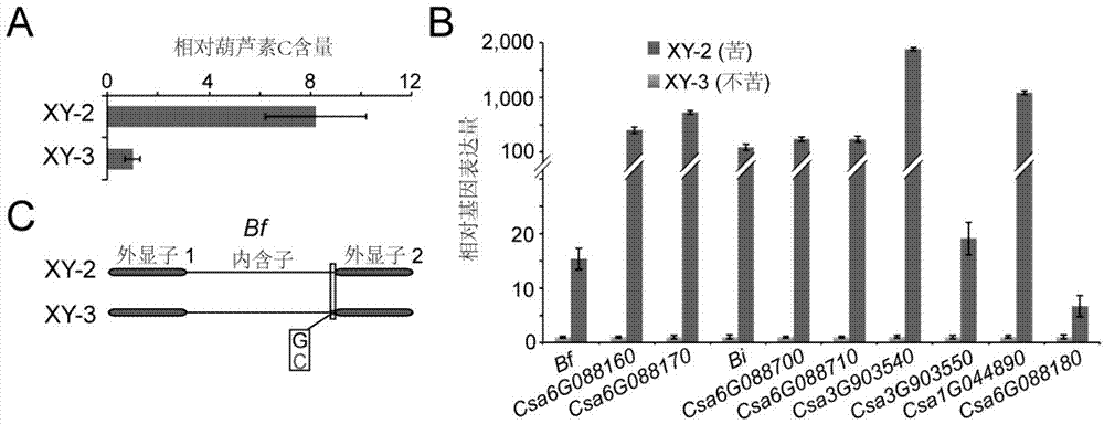 Transcription factor Csa5G156220 participating in regulation and control of cucumber cucurbitacin C synthesis and application of transcription factor