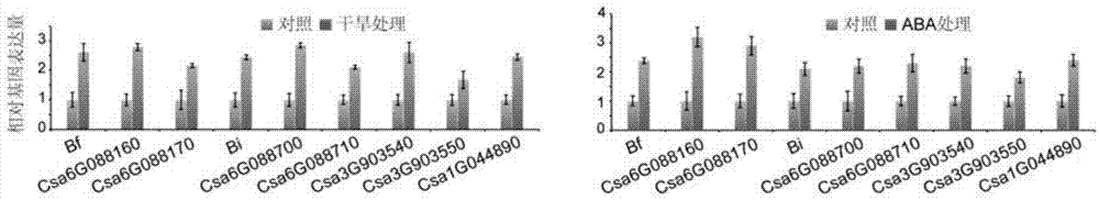 Transcription factor Csa5G156220 participating in regulation and control of cucumber cucurbitacin C synthesis and application of transcription factor