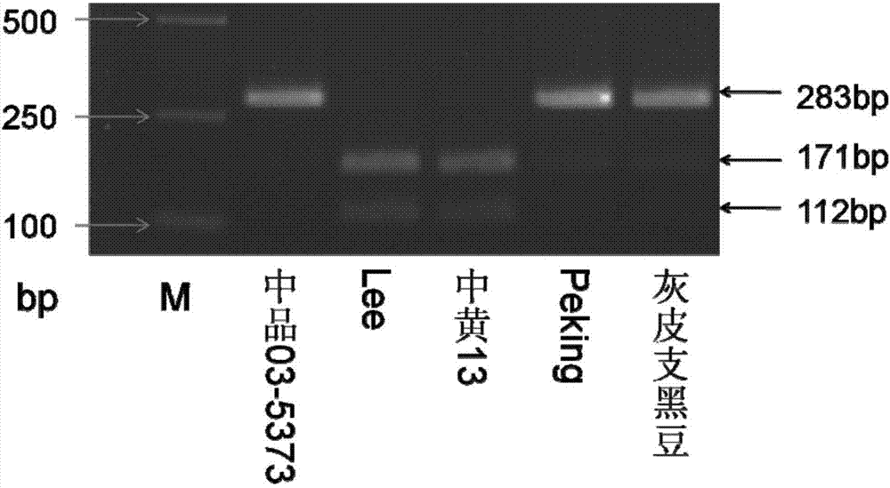 CAPS marker detection method and primer relevant to soybean cyst nematode resistance