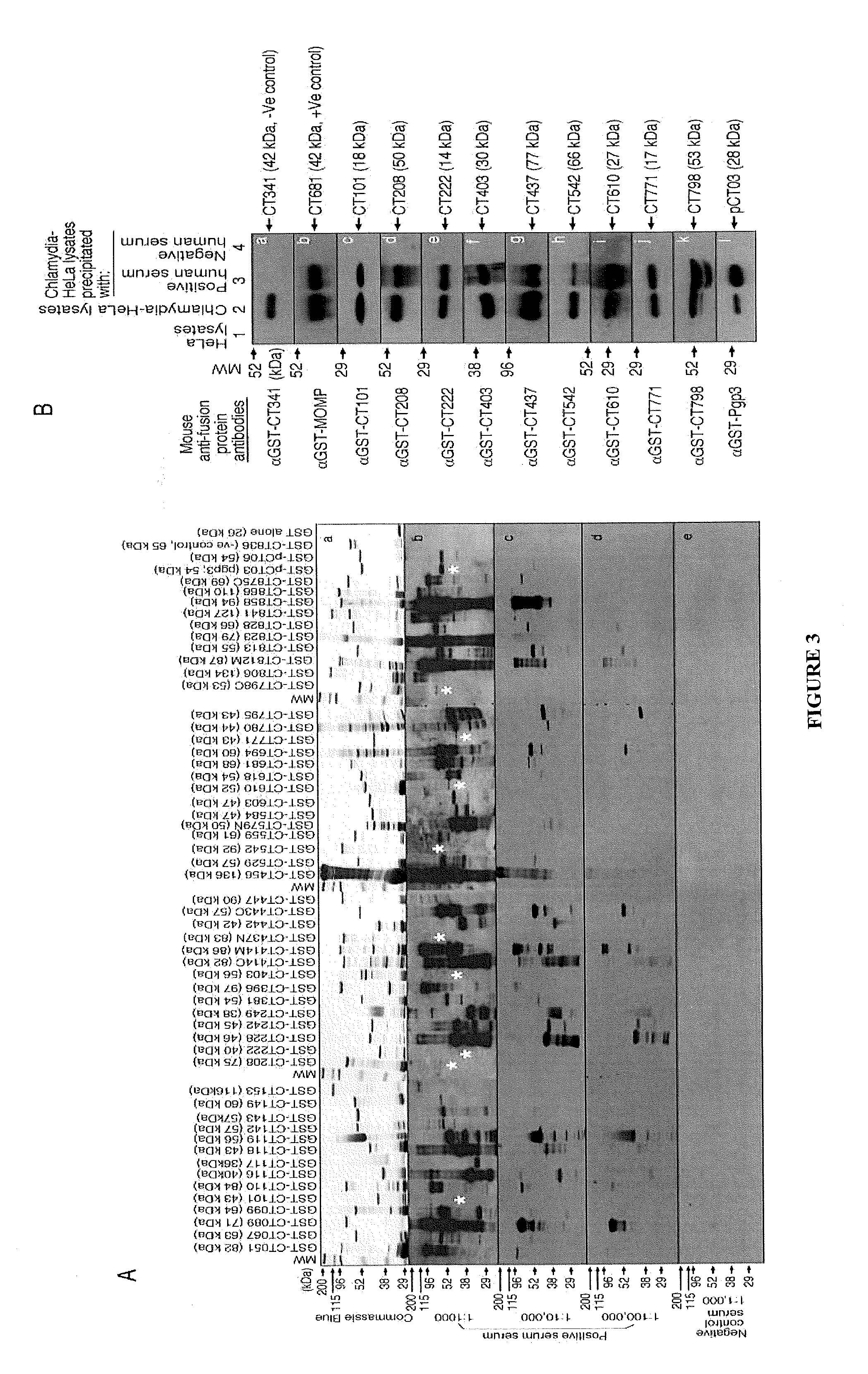 Methods and Compositions for Chlamydial Antigens for Diagnosis and Treatment of Chlamydial Infection and Disease
