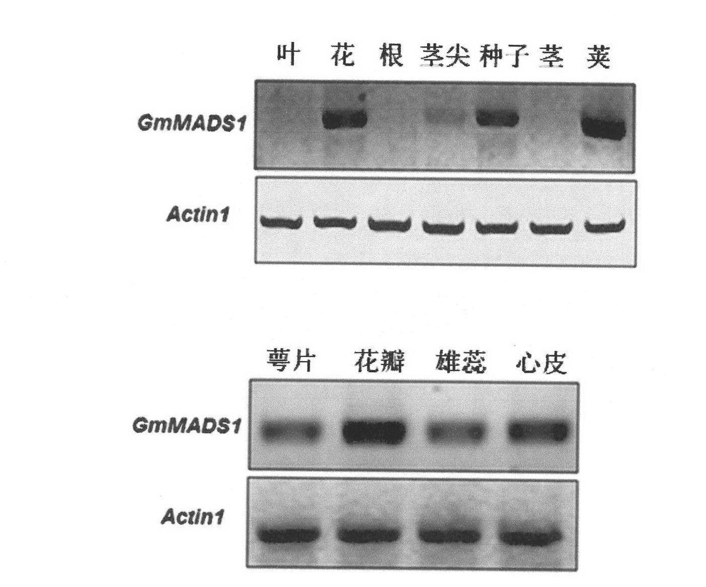 Soybean MADS-box gene and applications thereof in floral organ modification