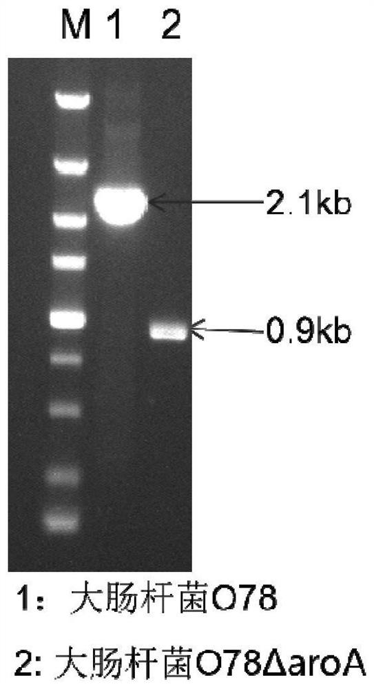 Avian Escherichia coli vaccine strain